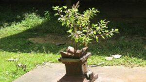 Read more about the article श्री तुलसी चालीसा: Tulsi Chalisa in Hindi | Tulsi Chalisa PDF Download