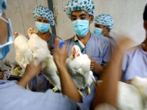 Read more about the article बर्ड फ्लू के लक्षण, कारण और निवारण – Bird Flu in Hindi